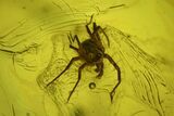 Fossil Springtail (Collembola) & Mite (Acari) in Baltic Amber #197733-2